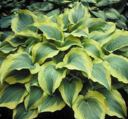 Hosta Atlantis (8002)